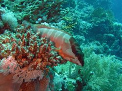 Unterwasserfotos Tauchbilder El Quseir