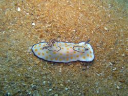 Unterwasserfotos Tauchbilder Tauchen in Khao Lak - Similans - Andamanensee - Thailand