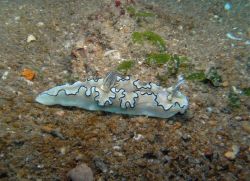 Unterwasserfotos Tauchbilder Tauchen in Khao Lak - Similans - Andamanensee - Thailand