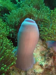 Unterwasserfotos Tauchbilder Tauchen in Phuket - Thailand