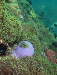Unterwasserfotos Tauchbilder Tauchen in Phuket - Thailand
