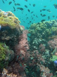 Unterwasserfotos Tauchbilder Tauchen in Phuket - Thailand