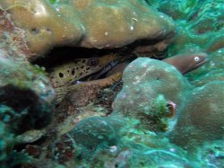 Unterwasserfotos Tauchbilder Tauchen in Phuket - Thailand
