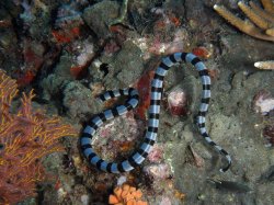 Unterwasserfotos Tauchbilder Tauchen in Phuket - Thailand