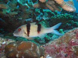 Unterwasserfotos Tauchbilder Tauchen in Khao Lak - Similans - Andamanensee - Thailand