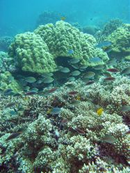 Unterwasserfotos Tauchbilder Tauchen in Khao Lak - Similans - Andamanensee - Thailand
