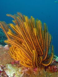 Unterwasserfotos Tauchbilder Tauchen in Khao Lak - Similans - Andamanensee - Thailand