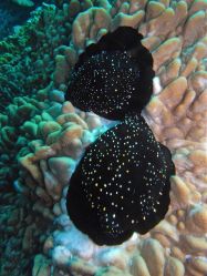 Unterwasserfotos Tauchbilder Tauchen in Khao Lak - Similans - Andamanensee - Thailand