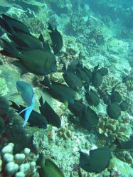 Unterwasserfotos Tauchbilder Tauchen in Khao Lak - Similans - Andamanensee - Thailand