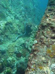 Unterwasserfotos Tauchbilder Tauchen in Khao Lak - Similans - Andamanensee - Thailand