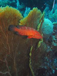 Unterwasserfotos Tauchbilder Tauchen in Khao Lak - Similans - Andamanensee - Thailand