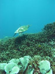 Unterwasserfotos Tauchbilder Tauchen in Khao Lak - Similans - Andamanensee - Thailand