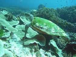 Unterwasserfotos Tauchbilder Tauchen in Khao Lak - Similans - Andamanensee - Thailand