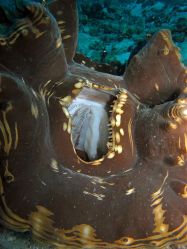 Unterwasserfotos Tauchbilder Tauchen in Khao Lak - Similans - Andamanensee - Thailand