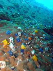 Unterwasserfotos Tauchbilder Tauchen in Khao Lak - Similans - Andamanensee - Thailand
