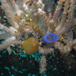 M0010639 