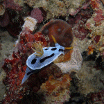 M0011409 a