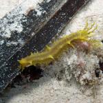 M0010561 