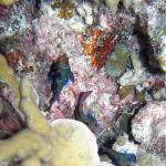 M0011058 a