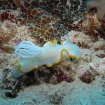 M0010584 