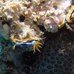 M0010371 a