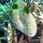M0010681 a
