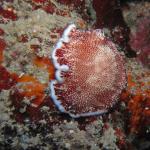 M0011005 a