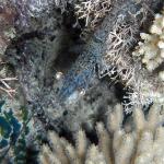 M0011653 a