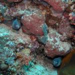 M0011209 a