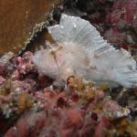 M0010883 a