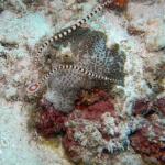 M0010638 a