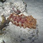 M0011663 