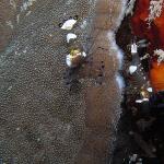 M0010905 aa
