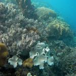 M0010489 