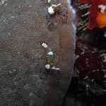 M0010906 a