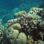 M0011718 a