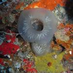 M0011176 a