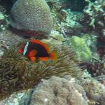 M0012021 