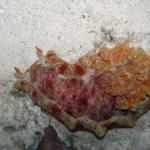 M0011665 a