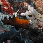 M0011675 