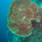 M0010984 