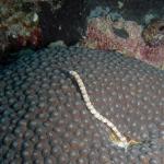 M0010890 a