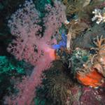 M0010610 a