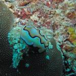 M0010620 