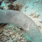 M0010591 