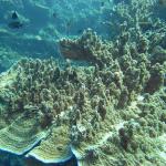 M0011906 