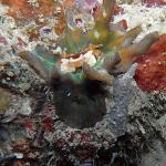 M0011514 a