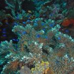 M0010609 a
