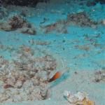 M0010539 a