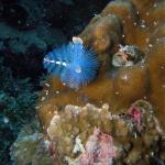 M0010597 a